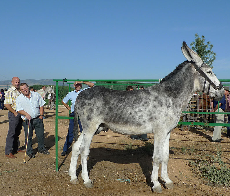 Burro-Andaluz