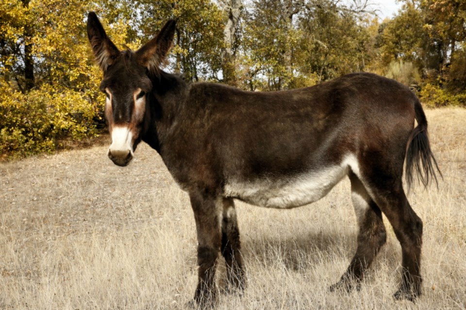Burro-Mirandês
