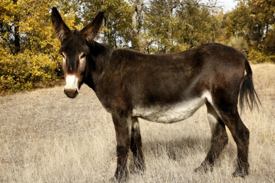 Burro-Mirandês