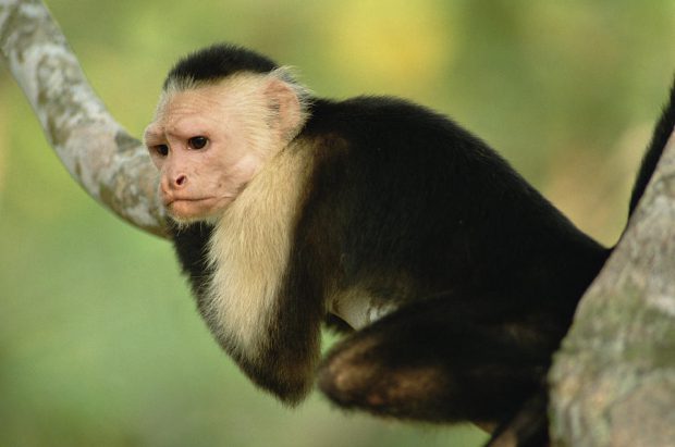 C. c. Limitaneus Abraçado a Galho de Árvore