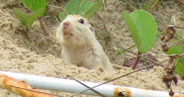 C.flamarioni na Areia 