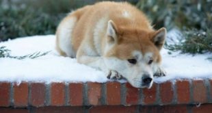 Cachorro Akita em Cima do Túmulo do seu Dono