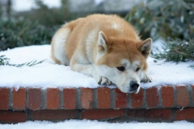 Cachorro Akita em Cima do Túmulo do seu Dono