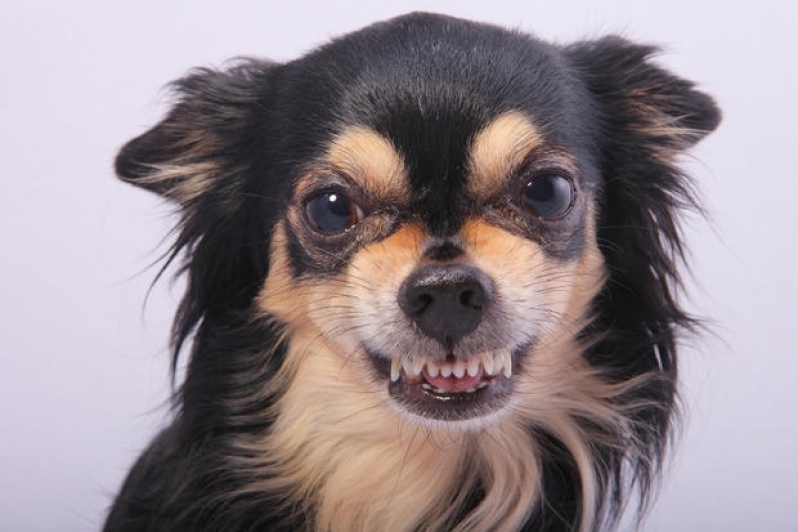 Cachorro Anti Social
