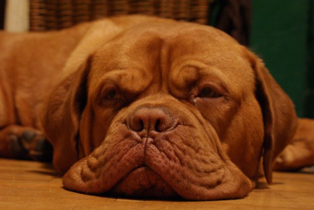 Cachorro Buldogue Caramelo