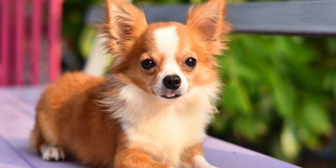 Quanto Custa um Cachorro Chihuahua? Preço e Onde Encontrar | Mundo Ecologia