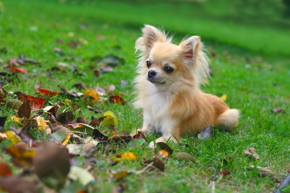 Cachorro Chihuahua no Quintal