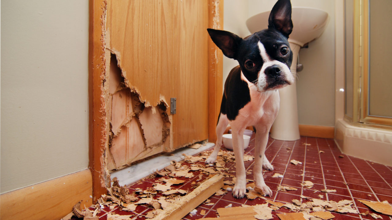 Cachorro Comendo a Porta