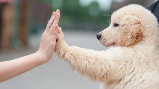 Cachorro Dando a Para para o Dono 