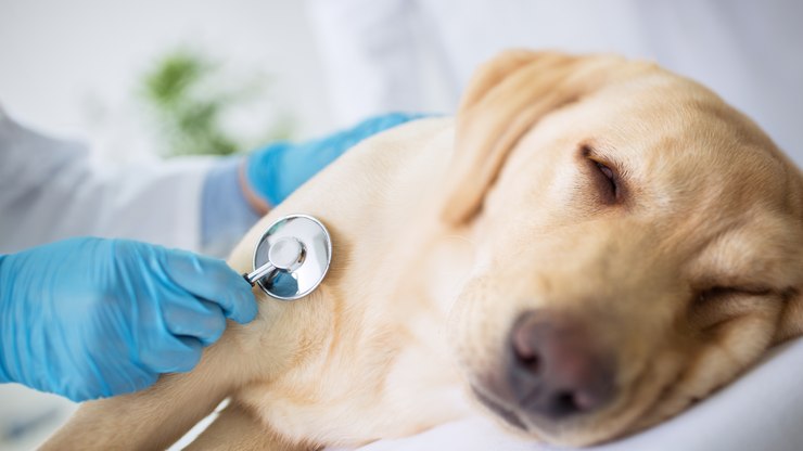 Cachorro Envenenado Recebendo Atendimento 