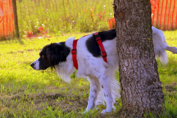 Cachorro Fazendo Xixi na Árvore 