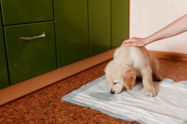 Cachorro Fazendo Xixi no Papel Higiênico 