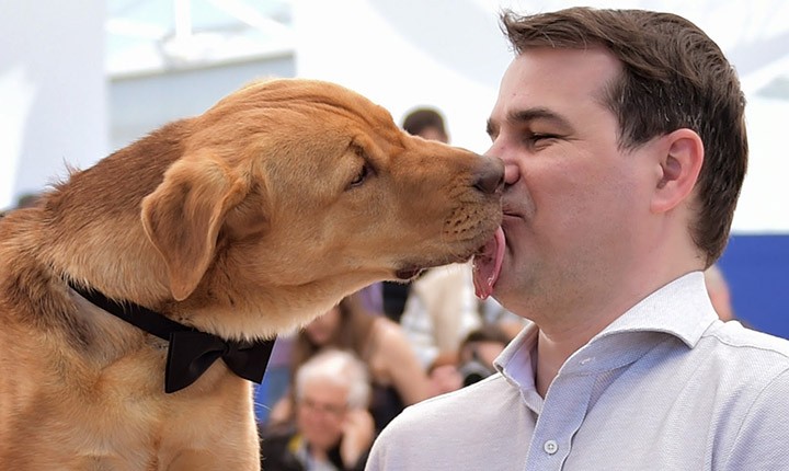 Cachorro Lambendo a Boca de seu Dono 