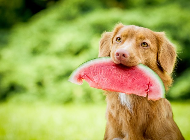 Cachorro com Melancia na Boca