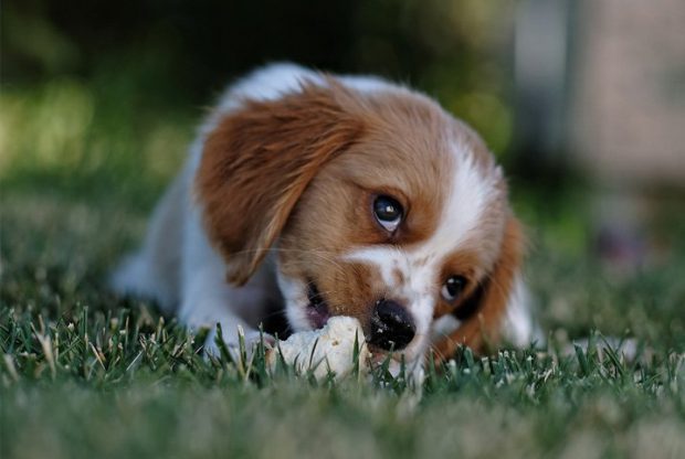 Cachorro com Olhar Meigo