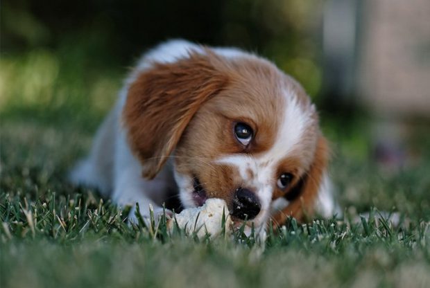 Cachorro com Olhar Meigo 