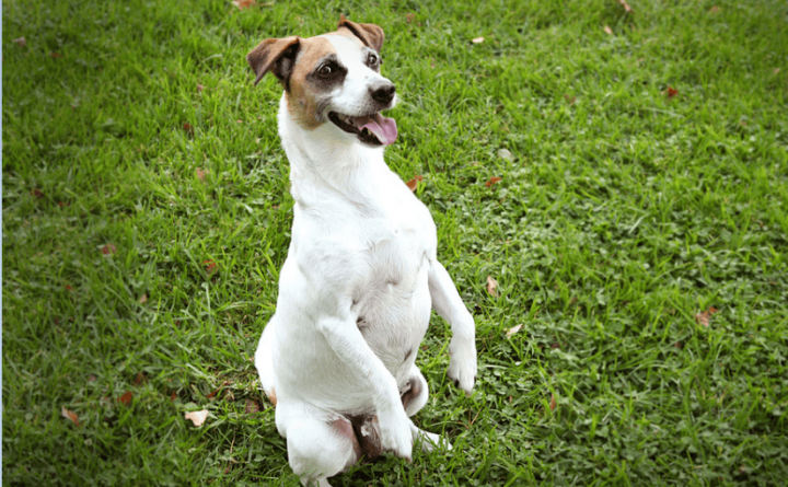 Cachorro de Pé