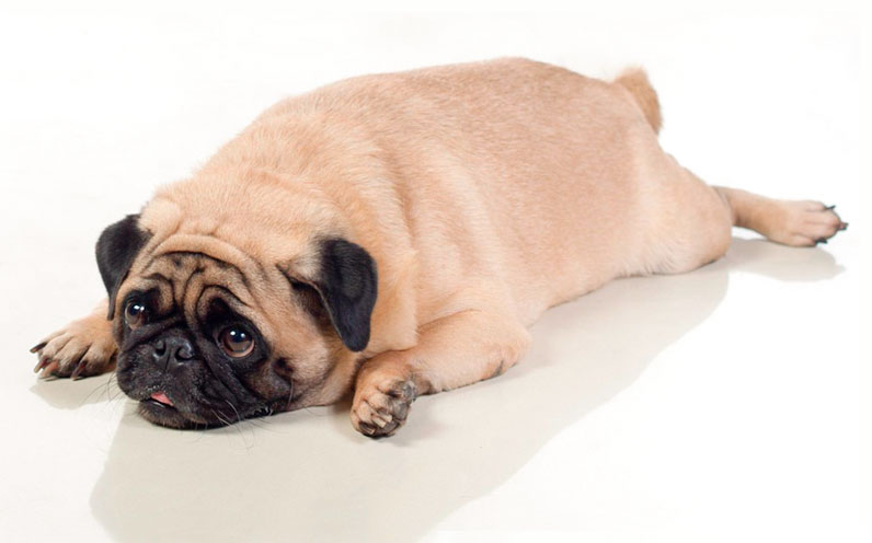 Cachorro em Falta de Exercícios