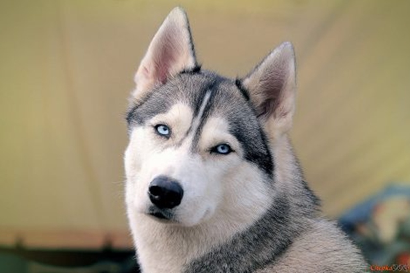 Quando os Cachorros Começaram a Ser Domesticados?