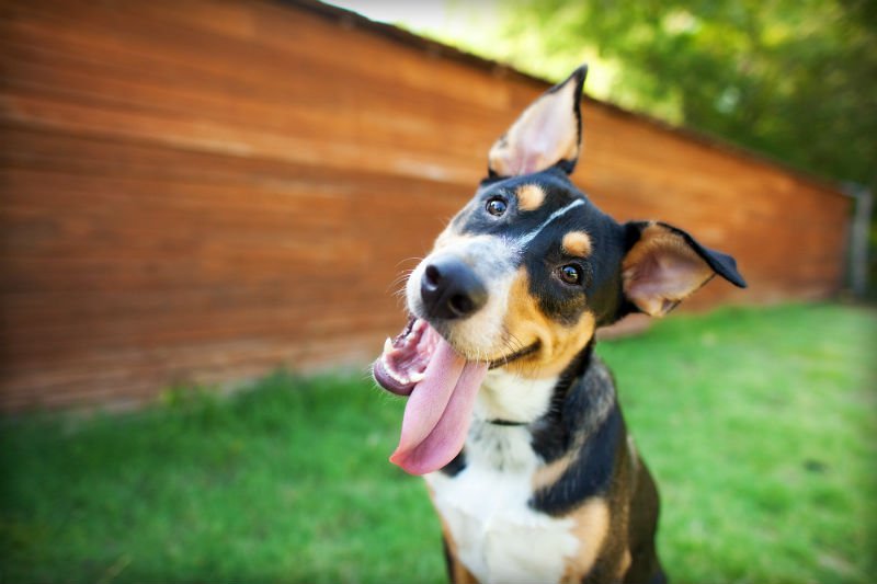Quais São os Cachorros Mais Famosos do Mundo?