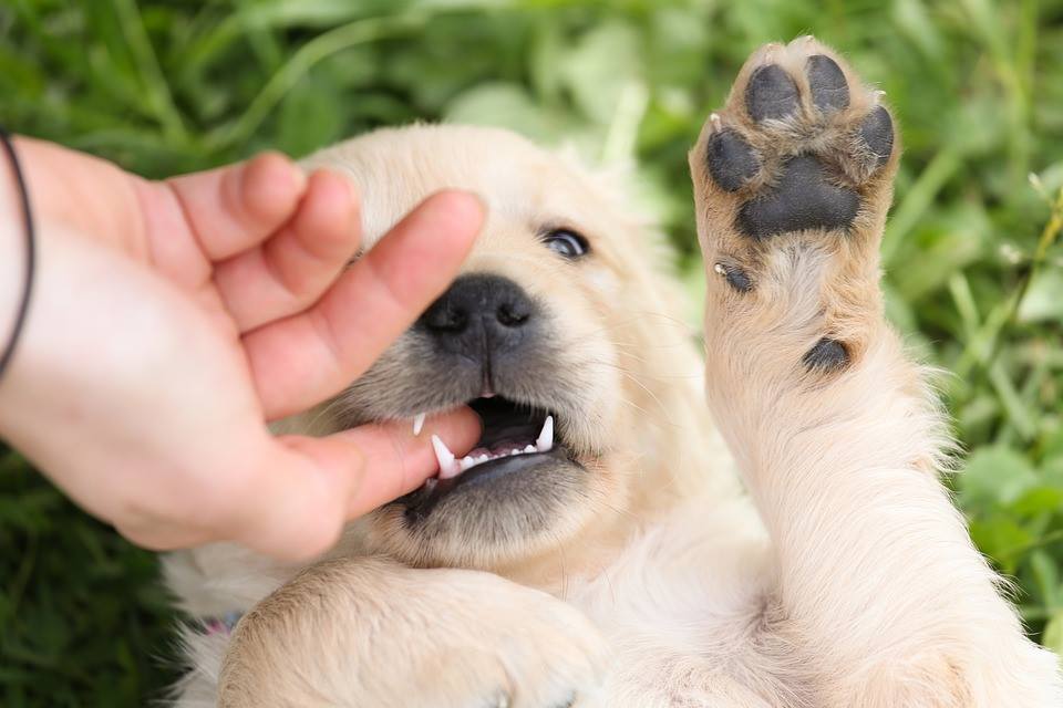 Cachorros Mordendo