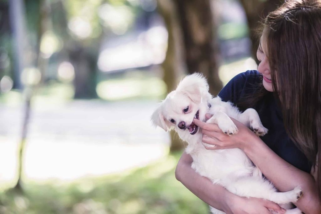 Cachorros Mordendo com Carinho