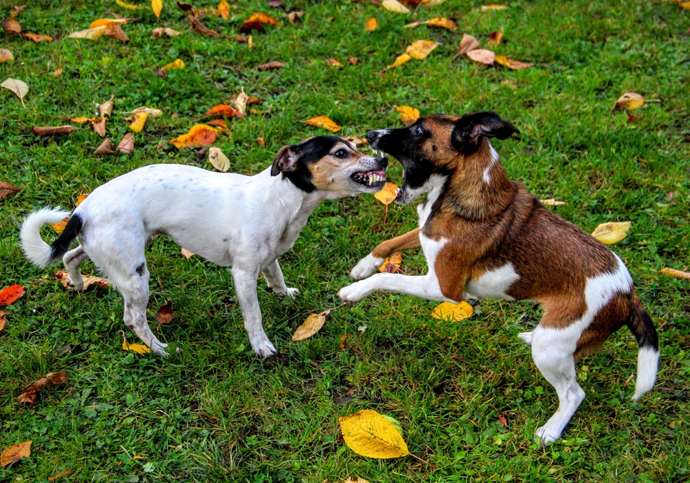 Cachorros Mordendo um ao Outro