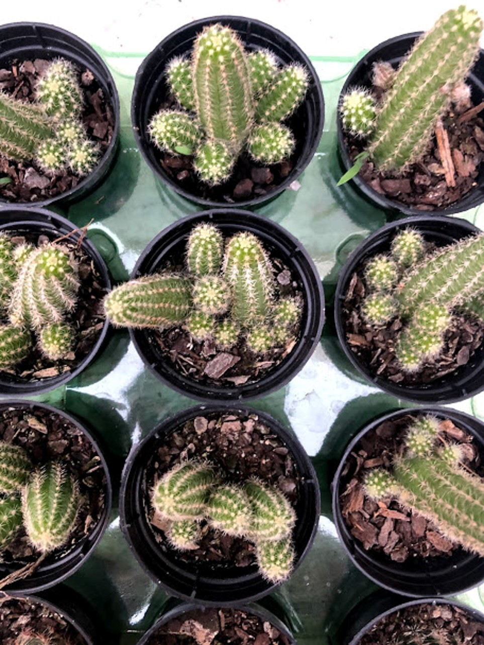 Cacto Amendoim (Echinopsis chamaecereus)