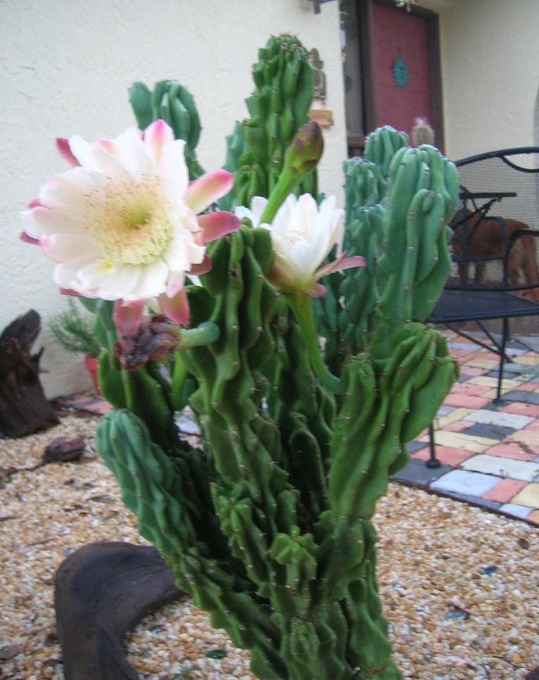 Cacto Cereus