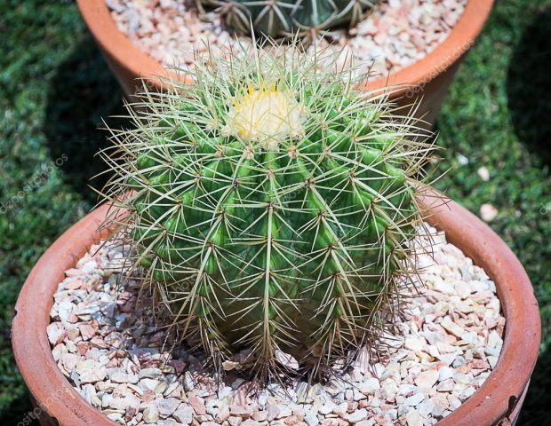 Cacto Língua do Diabo Como Cultivar