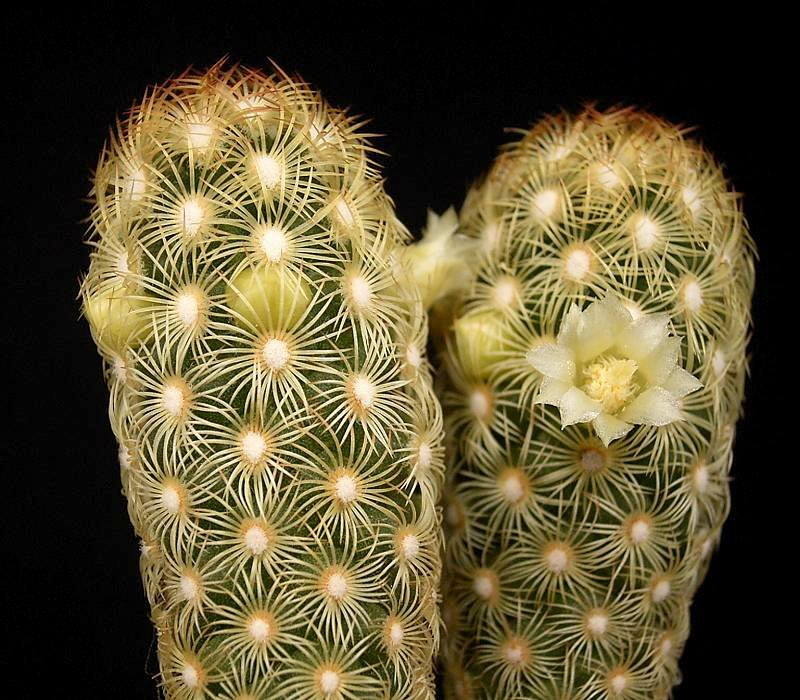 Cacto Mammilaria Elongata