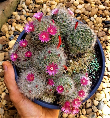 Cacto Mammilaria