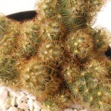 Cacto Mammillaria Elongata: Características, Cultivo e Fotos | Mundo  Ecologia