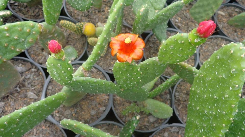 Cacto Opuntia