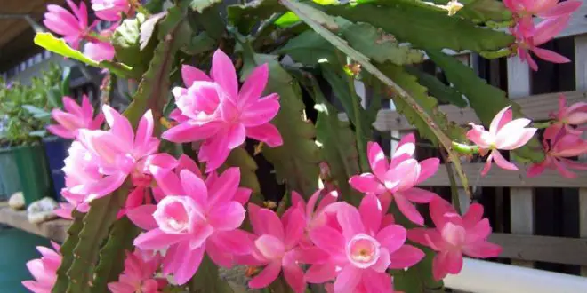 Cacto Orquídea: Características, Como Cultivar e Fotos | Mundo Ecologia