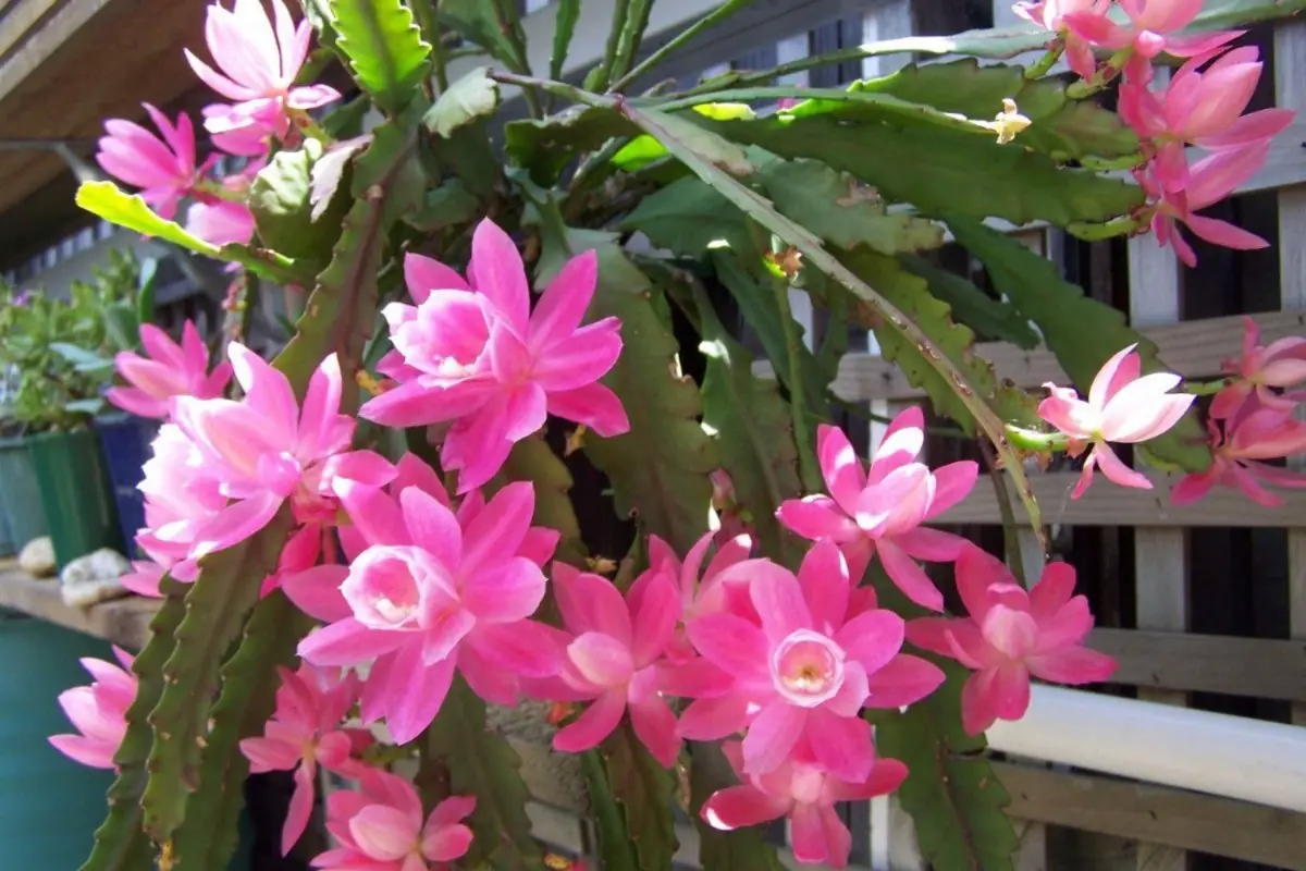 Cacto Orquídea: Características, Como Cultivar e Fotos | Mundo Ecologia