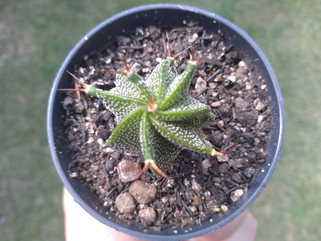 Cacto Pedra no Vaso 