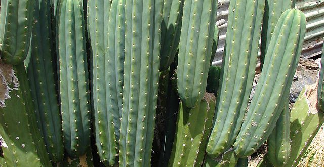 Cacto São Pedro: Características, Como Cultivar e Fotos | Mundo Ecologia