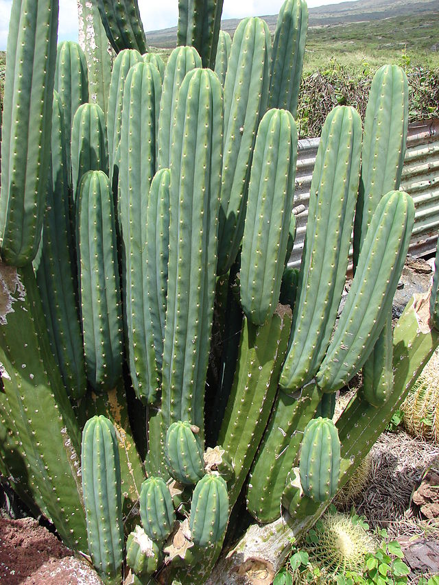 Cacto São Pedro: Características, Como Cultivar e Fotos