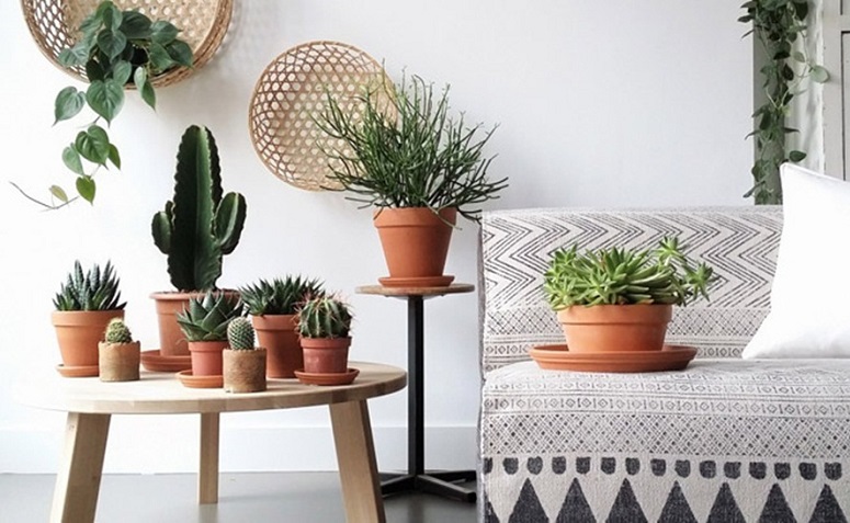 Cacto para Decoraçao