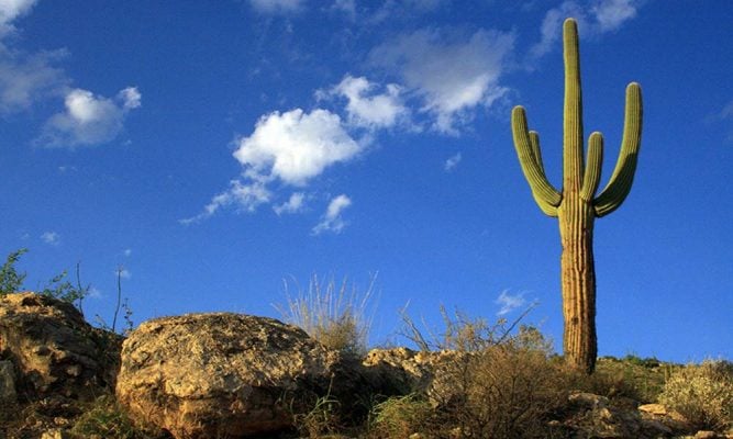 Cactos no Deserto 