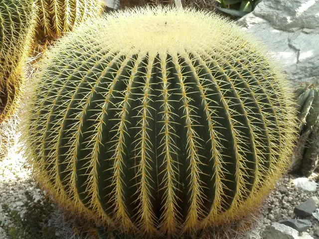 Cadeira de Sogra (Echinocactus grusonii)