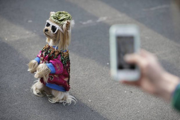 Cadela Exibindo Seu Look Blogueira 