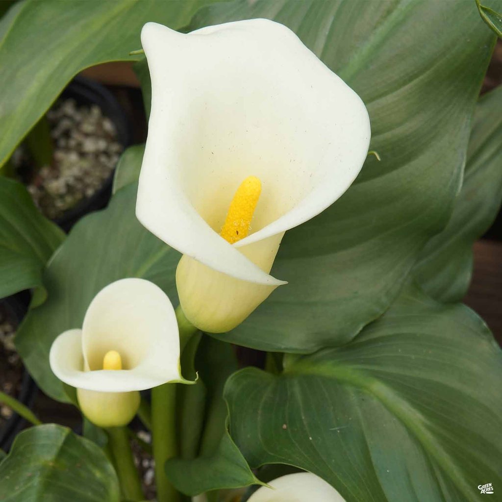 Calla Lily