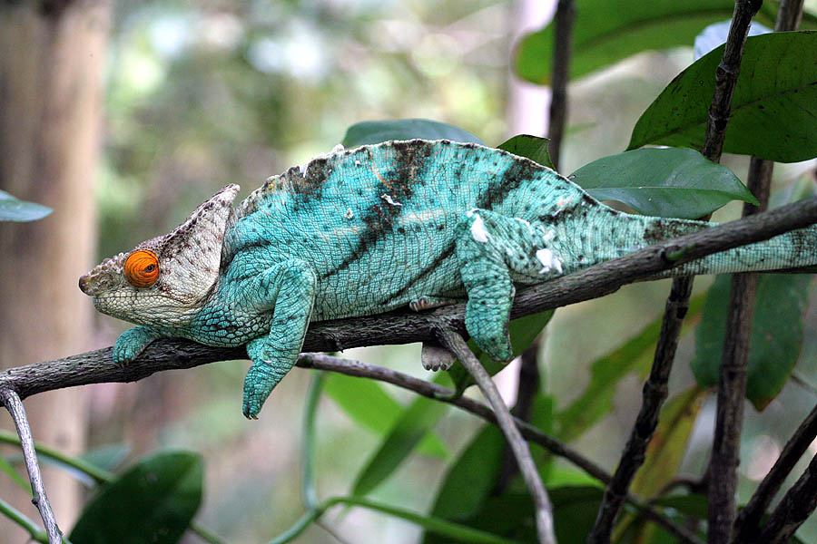Camaleão Calumma Parsonii: Características, Habitat E Fotos