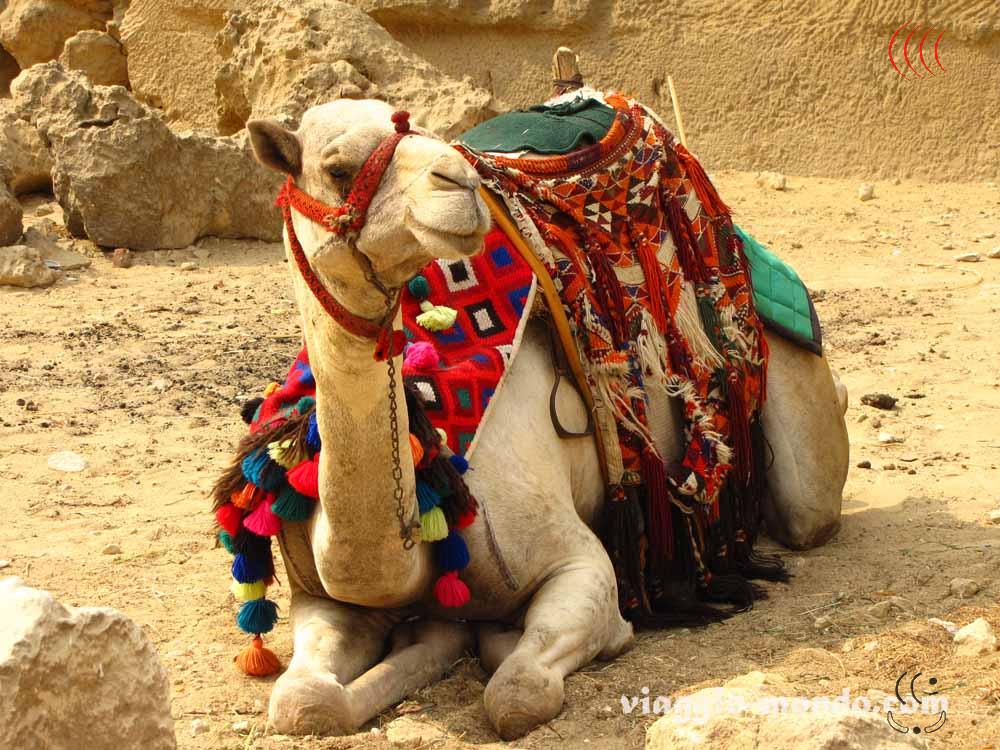 Camelos de Carga 