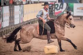 Lista Dos Cavalos Campeões Do Freio De Ouro Com Nome E Fotos