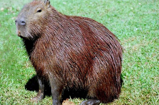 Capivara Sentada na Grama 