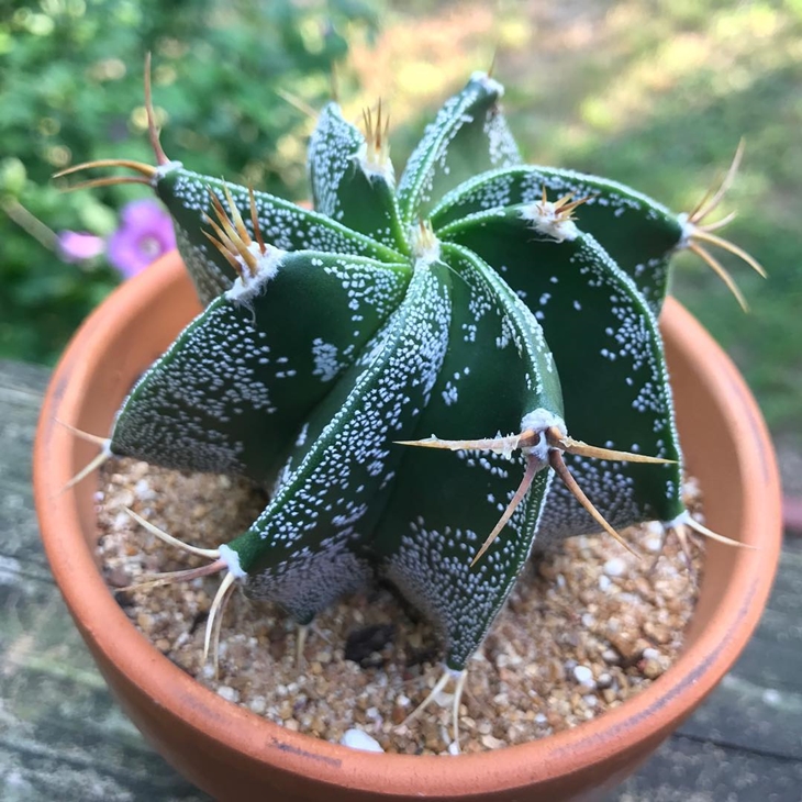 Capuz de Monge (Astrophytum ornatum)