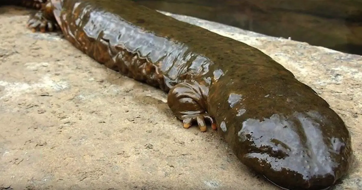 Características da Salamandra-Gigante-da-China